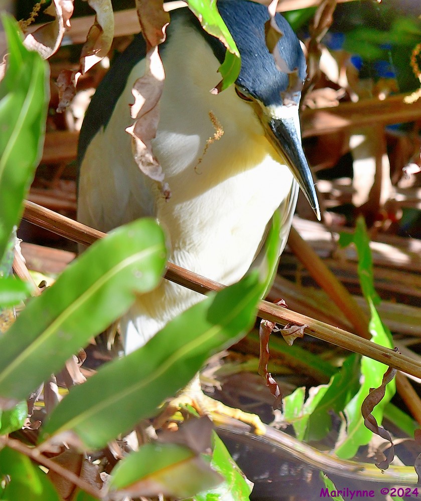 DSC_7799_001.JPG