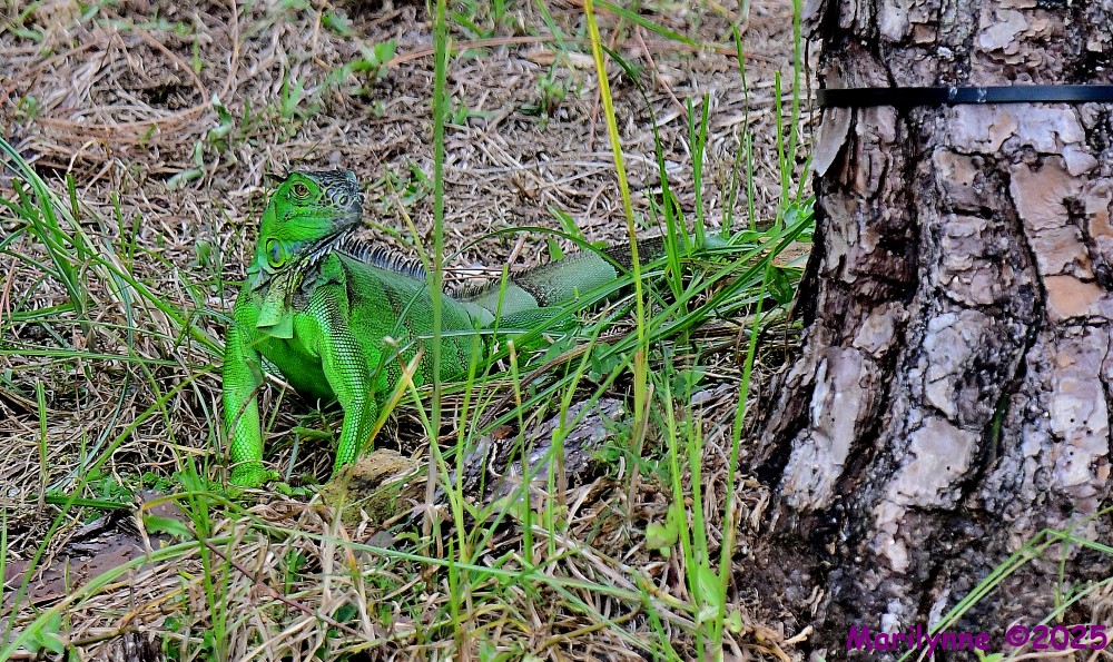 DSC_7799_001.JPG