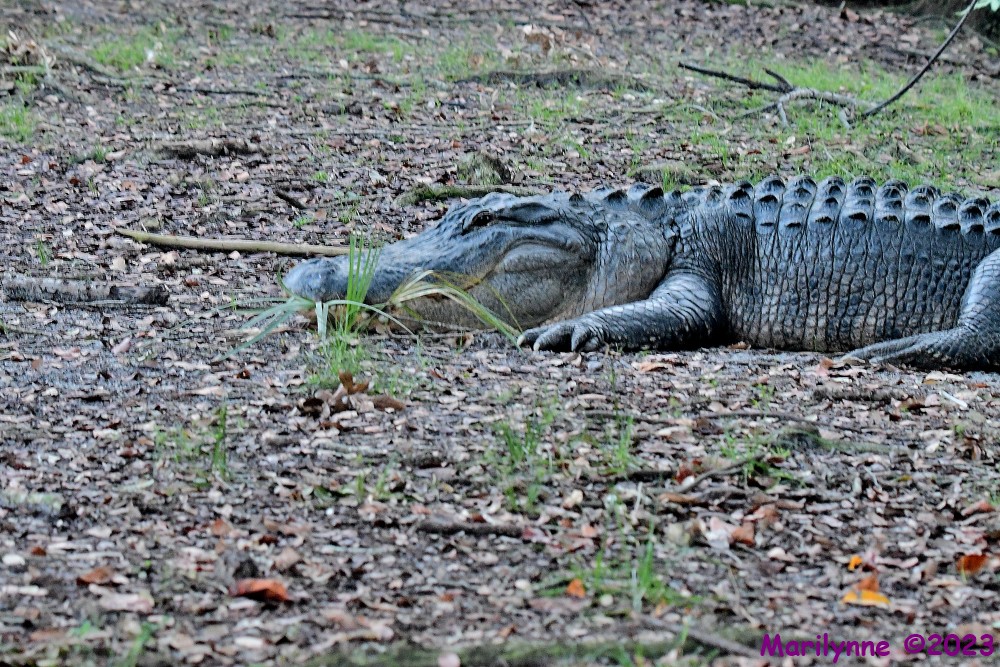 DSC_7800_001.JPG