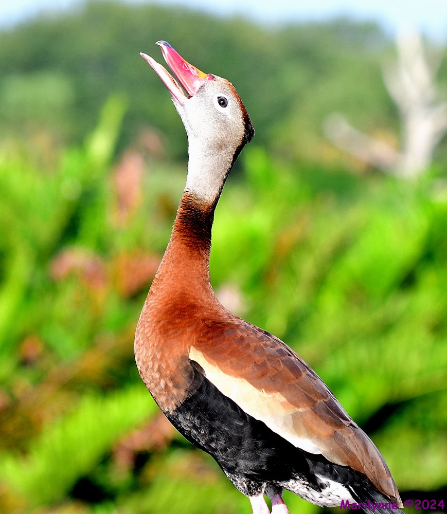 DSC_7803_001.JPG