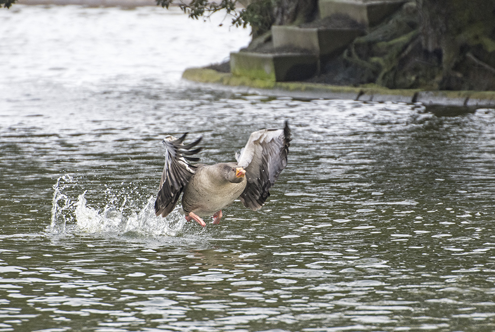 DSC_7804.jpg