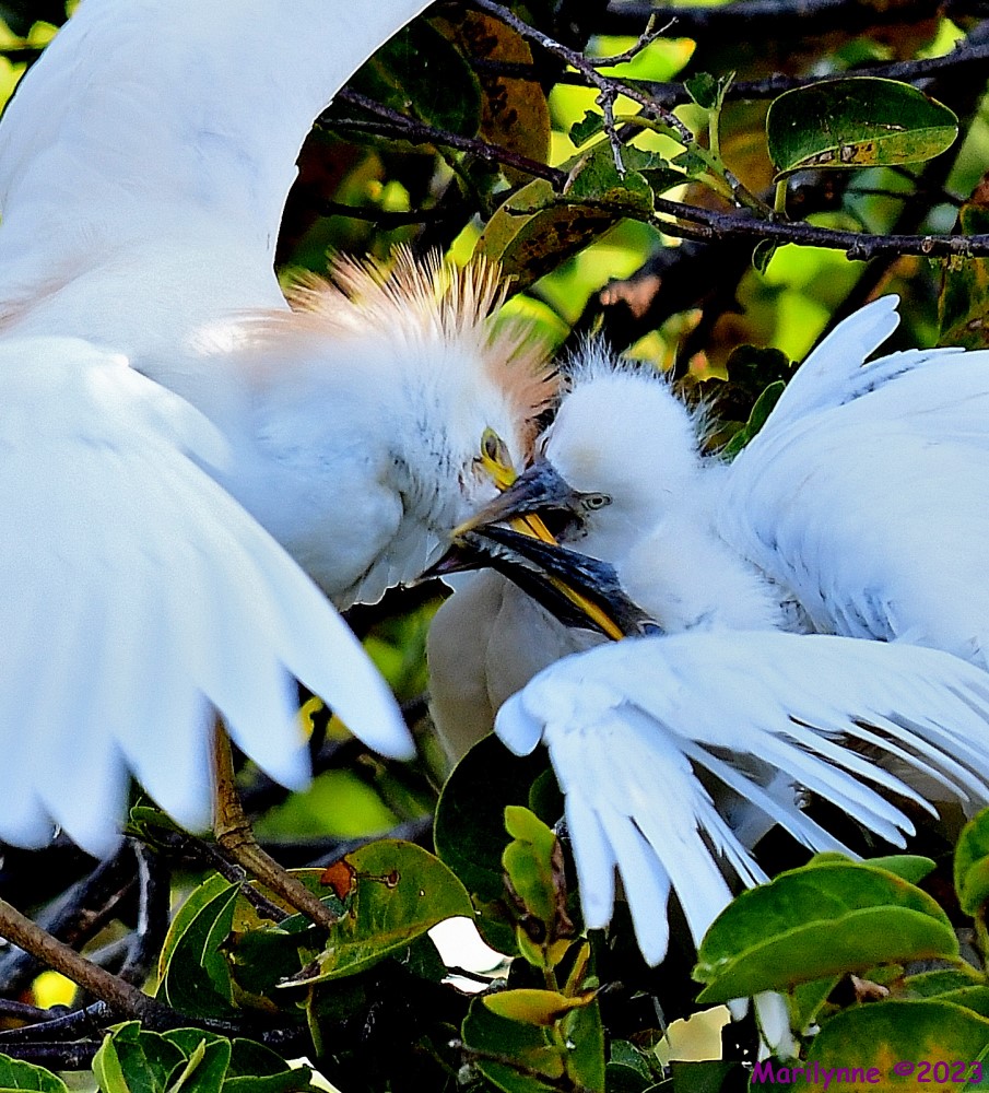 DSC_7805_001.JPG