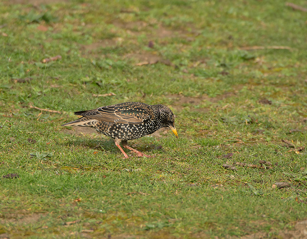 DSC_7807.jpg