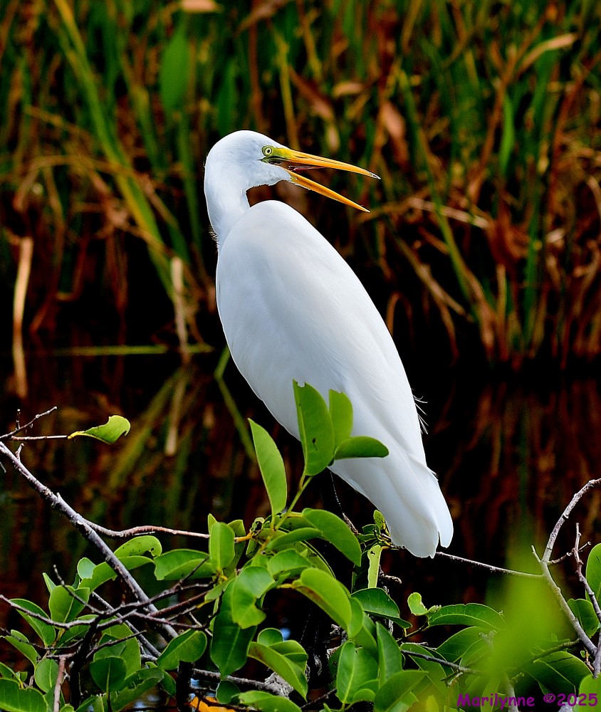DSC_7808_001.JPG