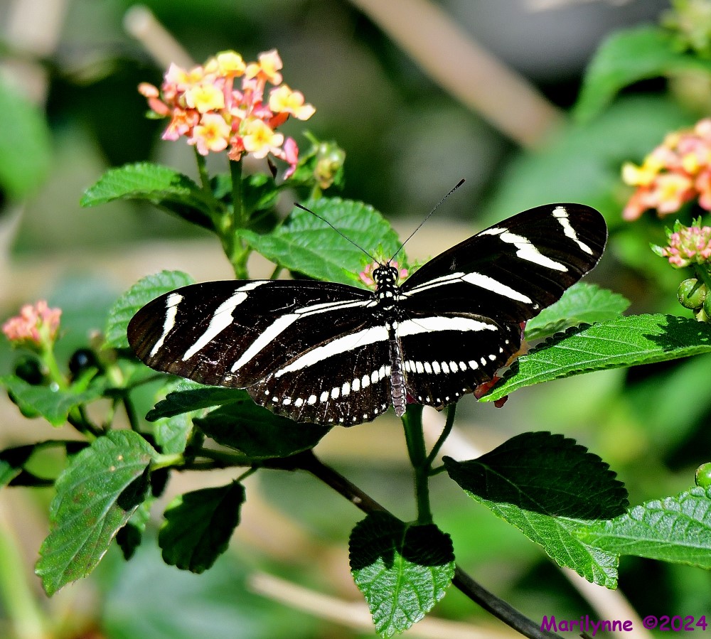 DSC_7810_001.JPG