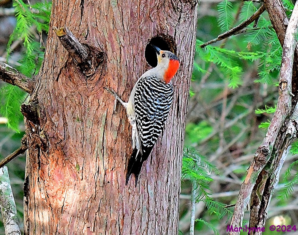 DSC_7811_001.JPG