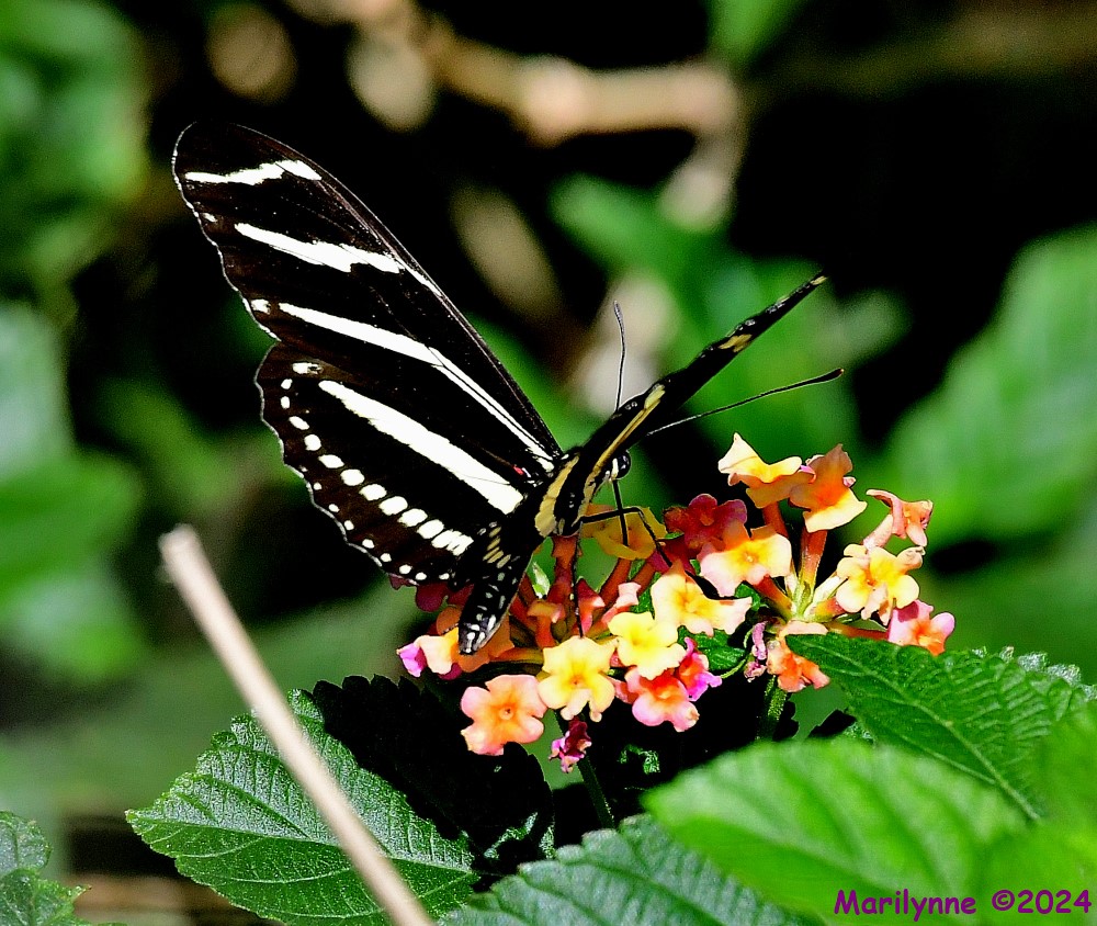 DSC_7812_001.JPG