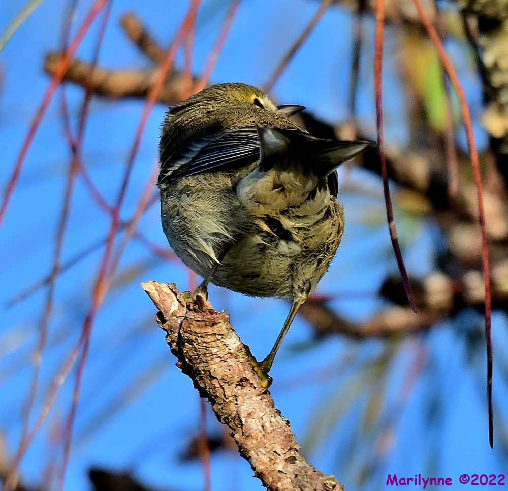 DSC_7813_001.JPG