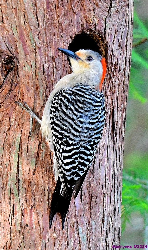 DSC_7814_001.JPG