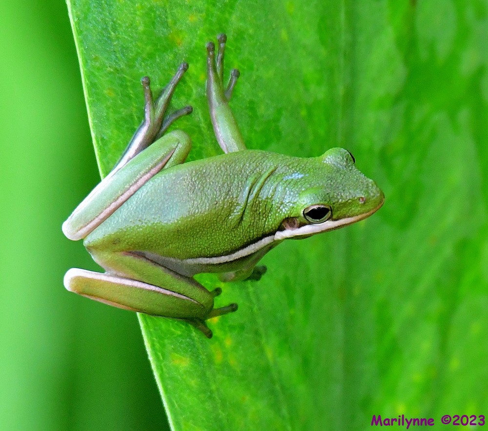 DSC_7815_001.JPG