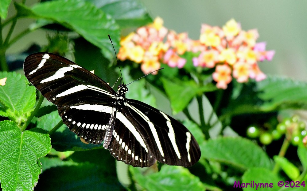 DSC_7817_001.JPG