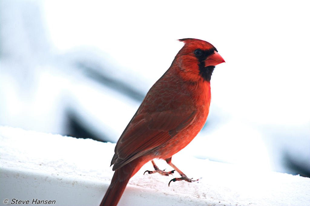 DSC_7818.jpg