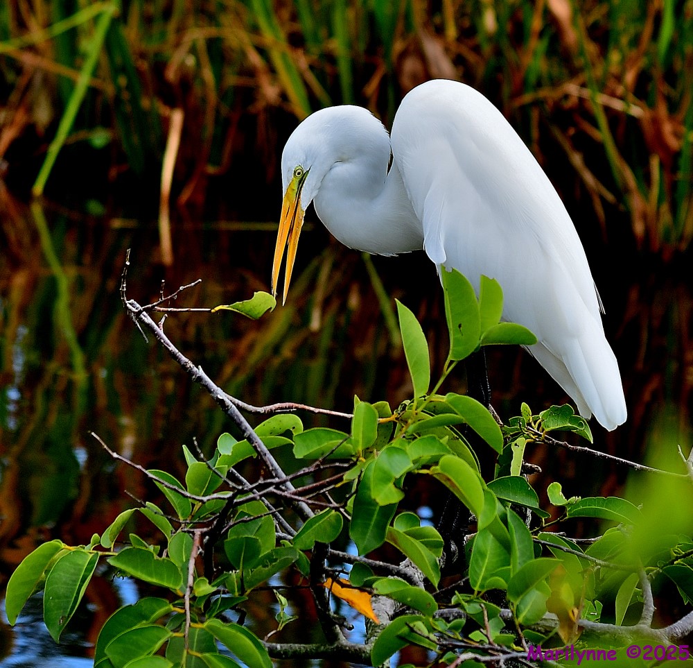 DSC_7818_001.JPG