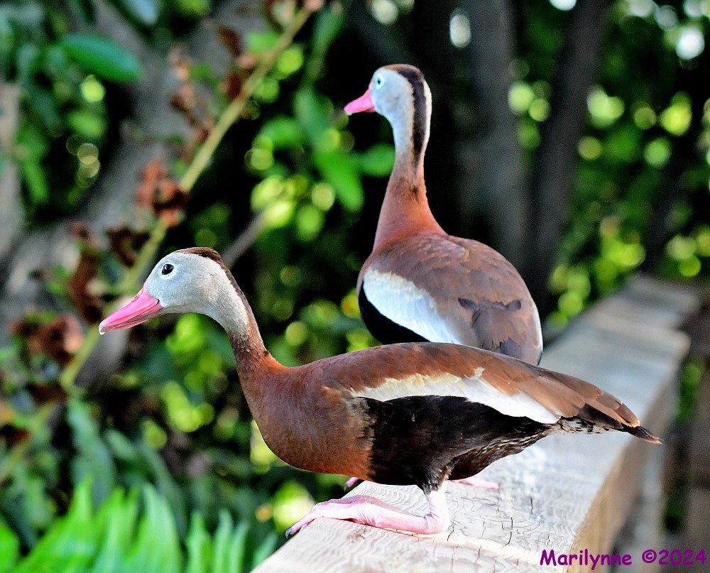 DSC_7819_001.JPG