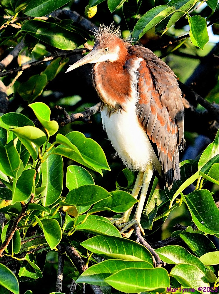 DSC_7821_001.JPG