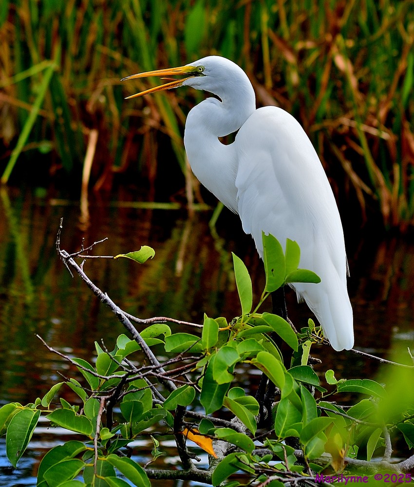 DSC_7821_001.JPG