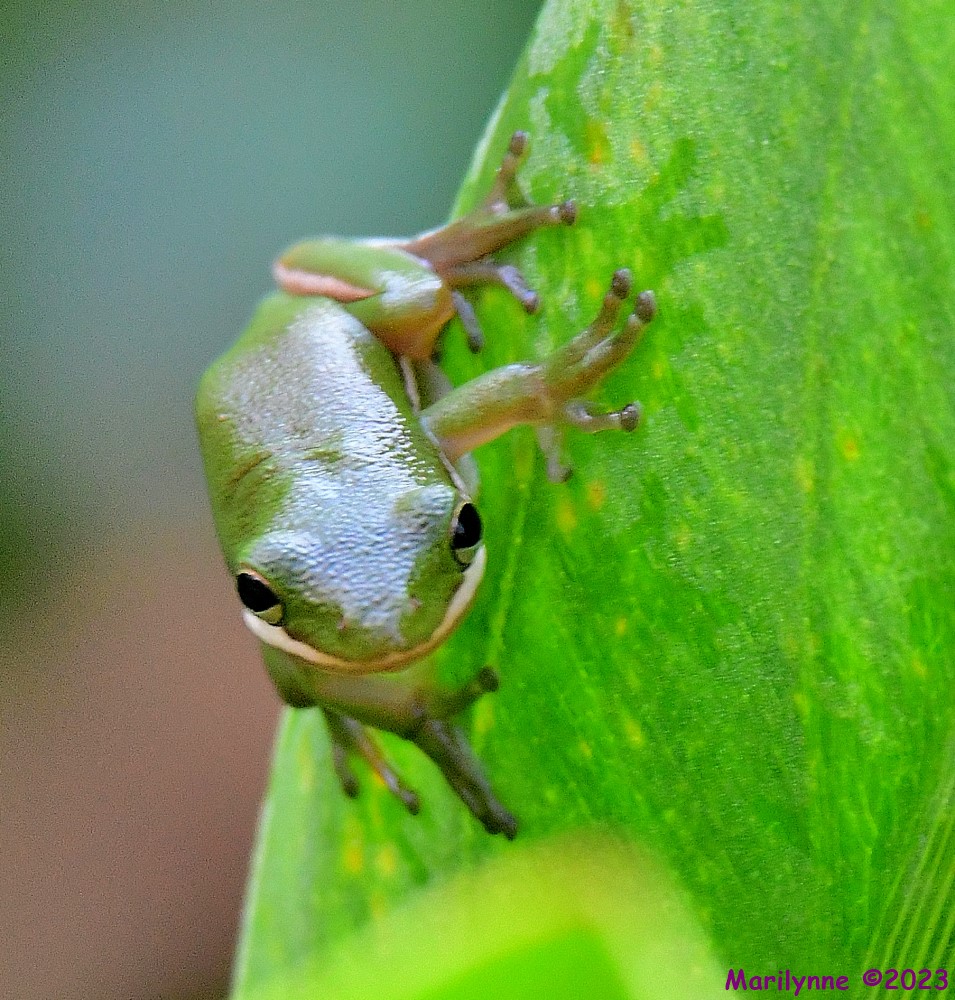 DSC_7824_001.JPG