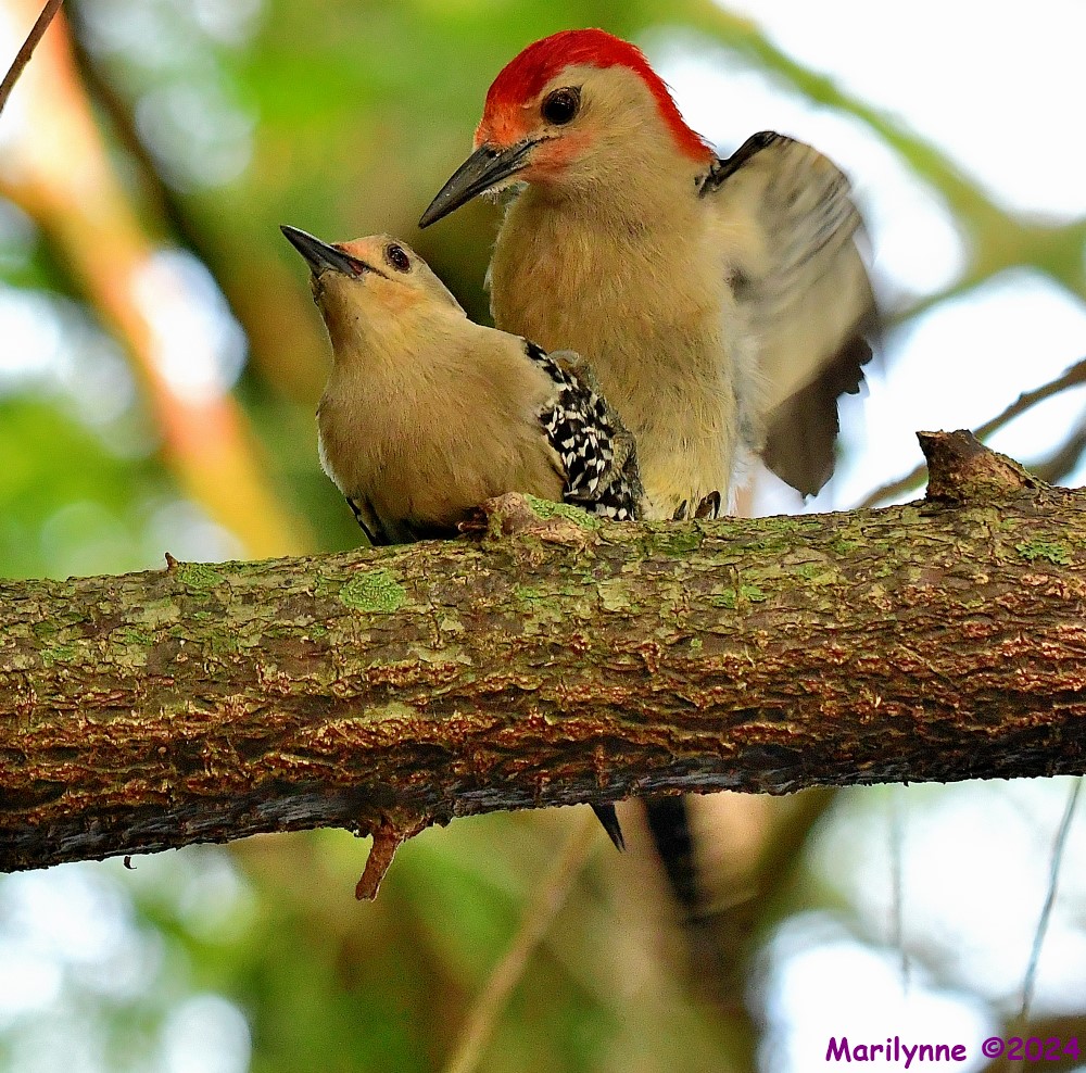 DSC_7827_001.JPG