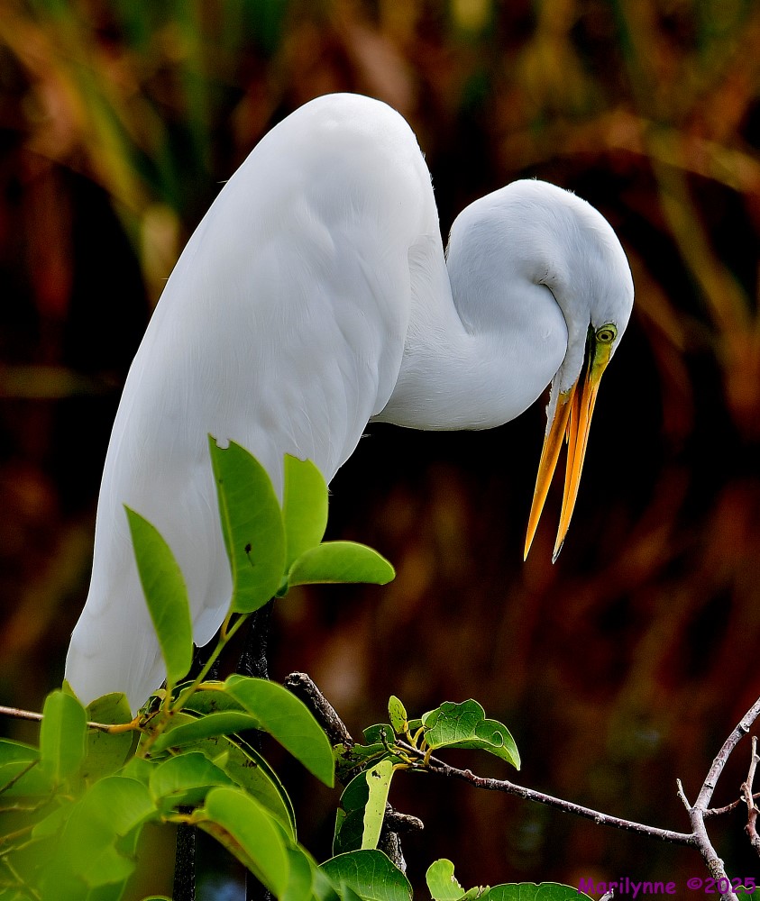 DSC_7827_001.JPG