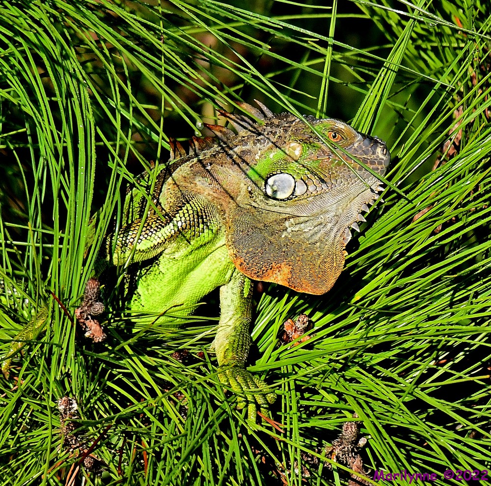 DSC_7828_001.JPG