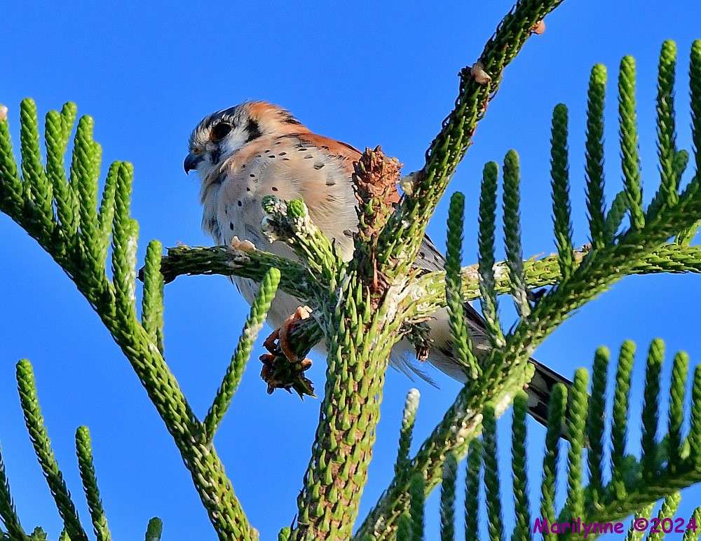 DSC_7828_001.JPG
