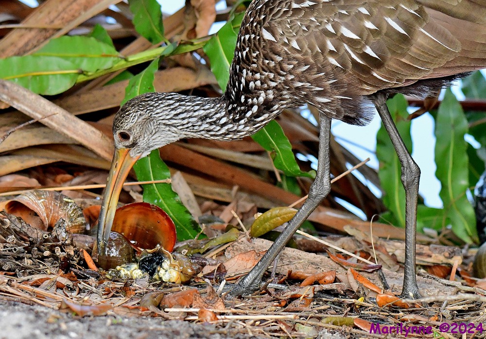 DSC_7828_001.JPG