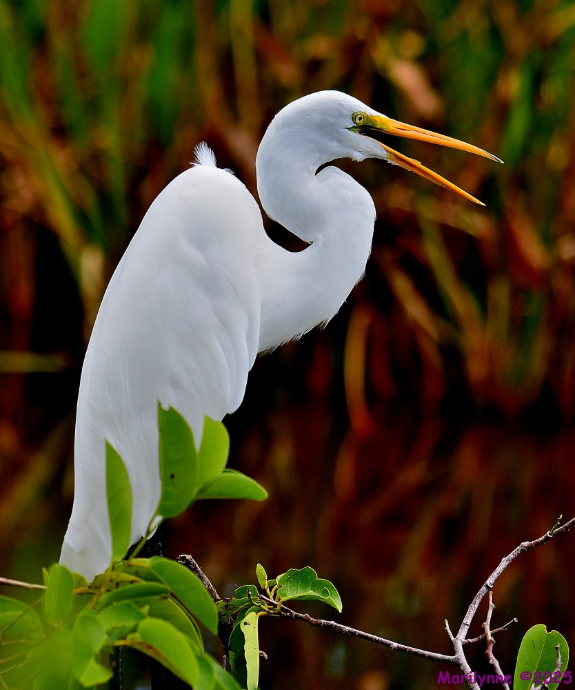 DSC_7828_001.JPG