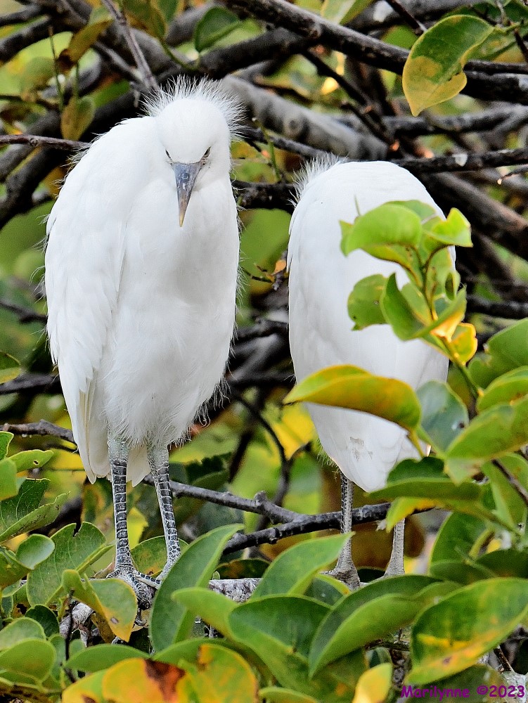 DSC_7830_001.JPG