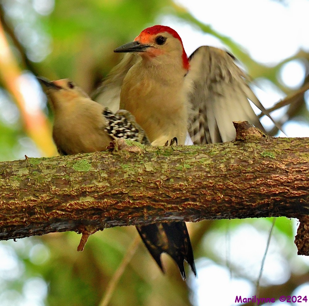 DSC_7830_001.JPG