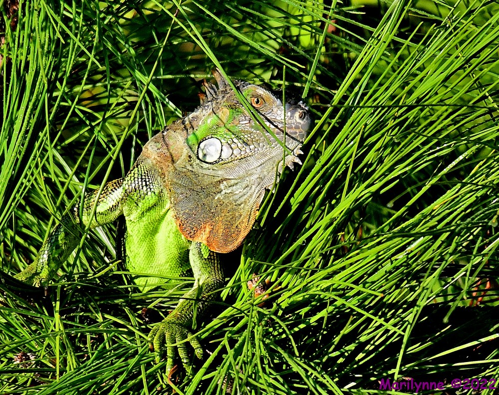 DSC_7831_001.JPG