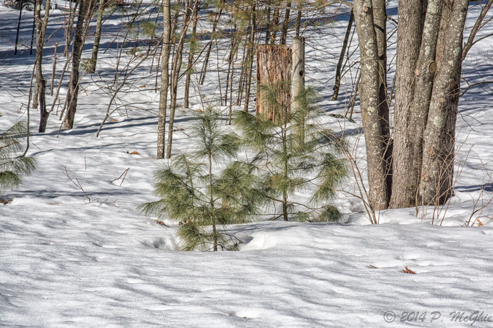 DSC_7832-Edit.jpg