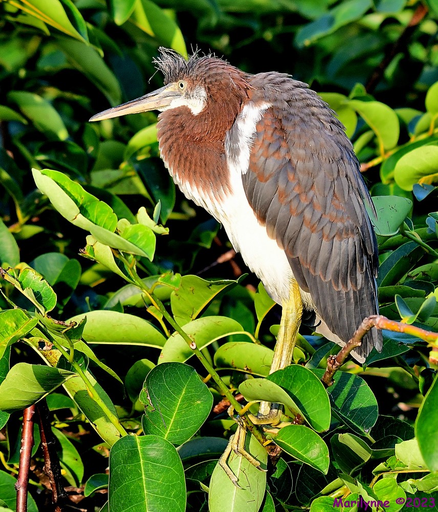 DSC_7833_001.JPG