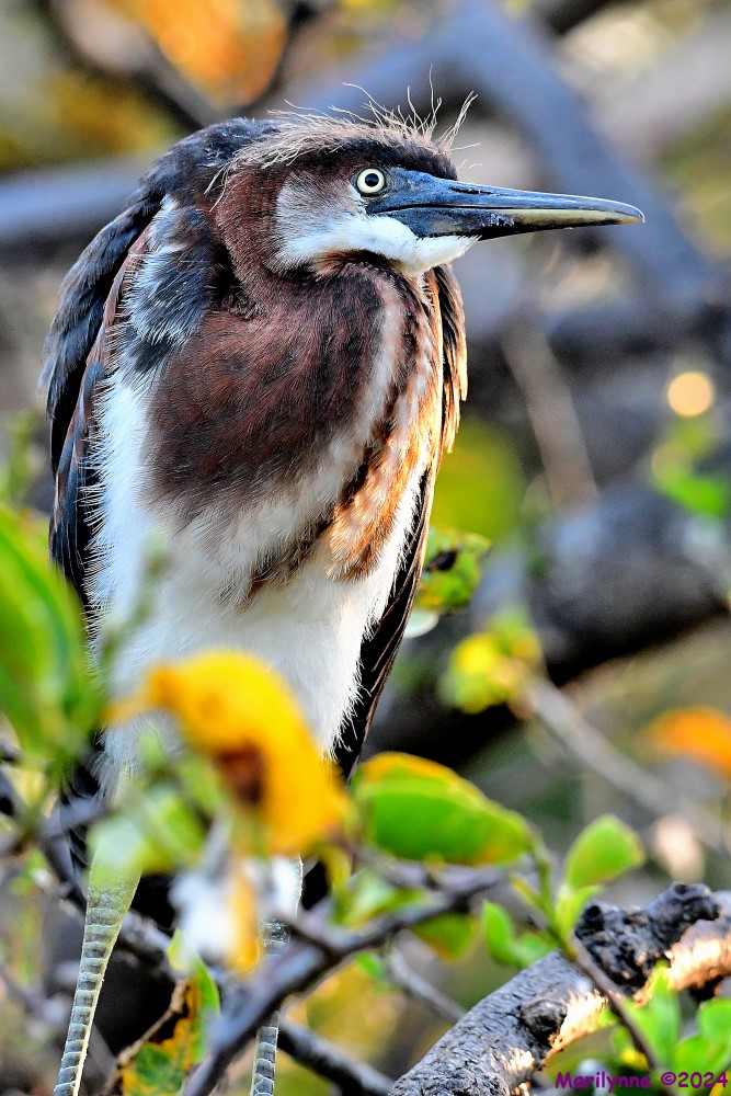 DSC_7833_001.JPG