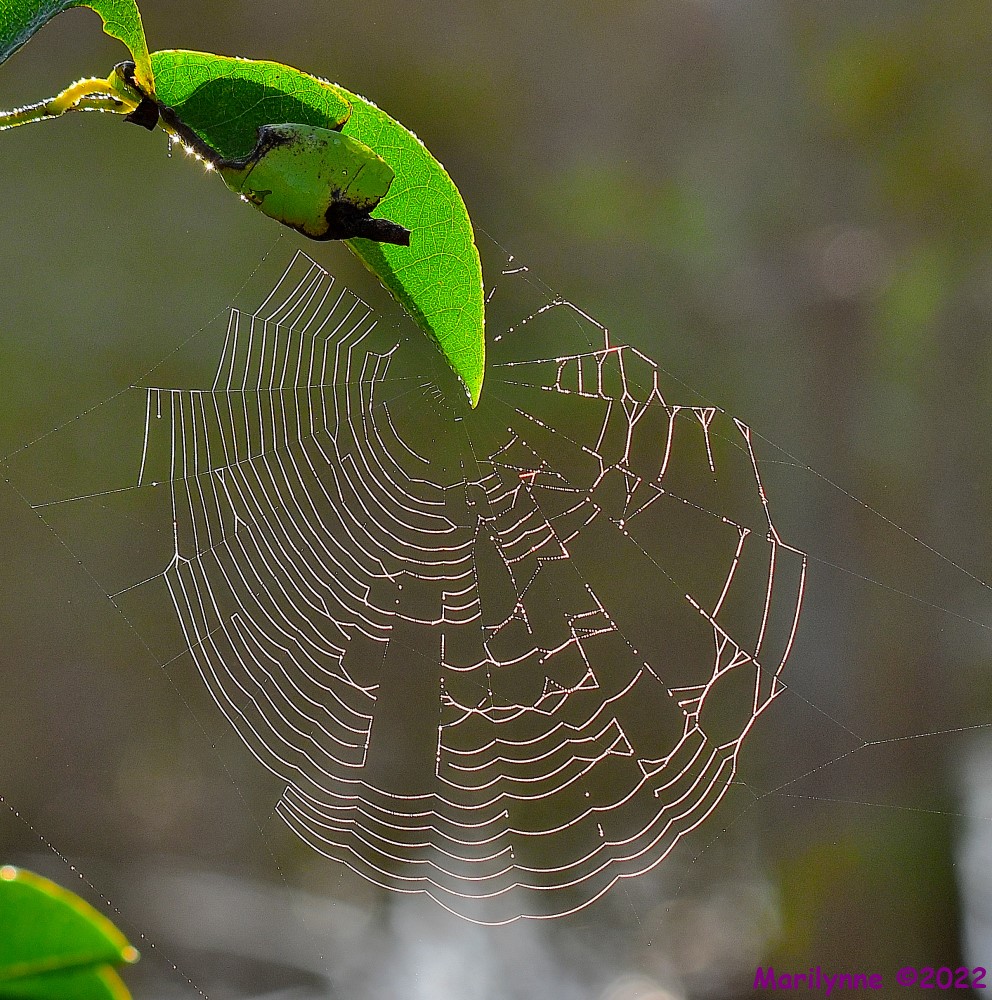 DSC_7834_001.JPG