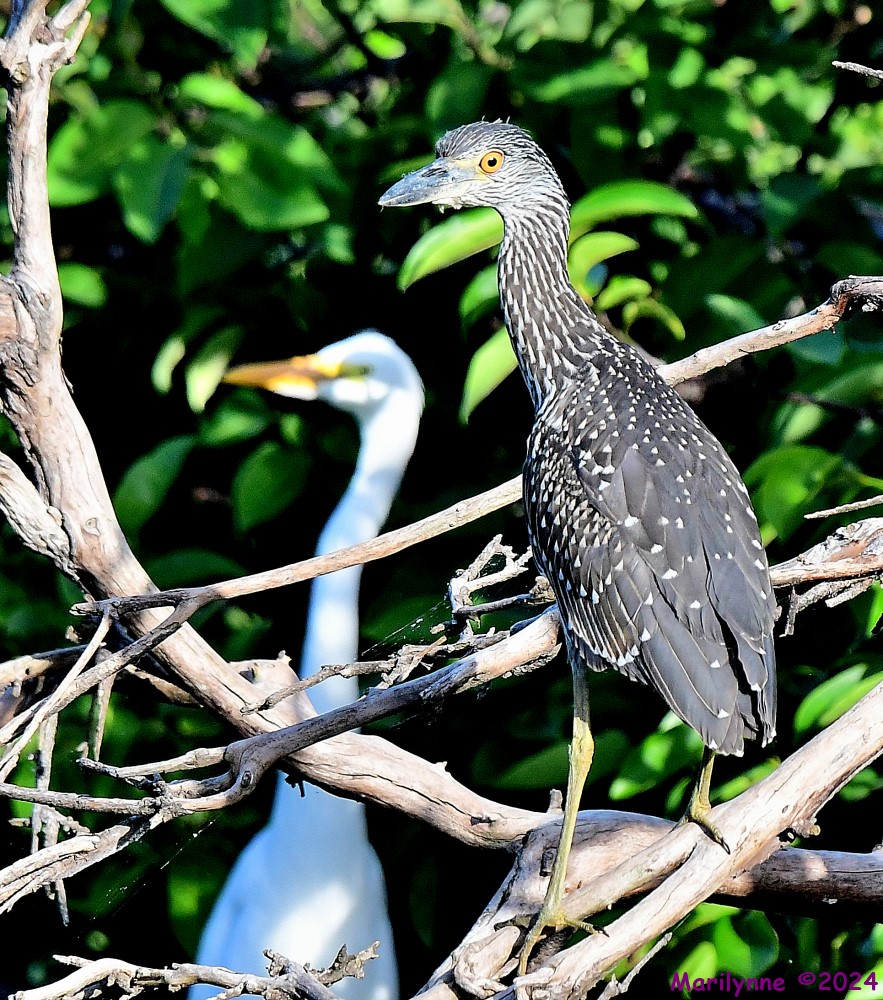 DSC_7834_001.JPG