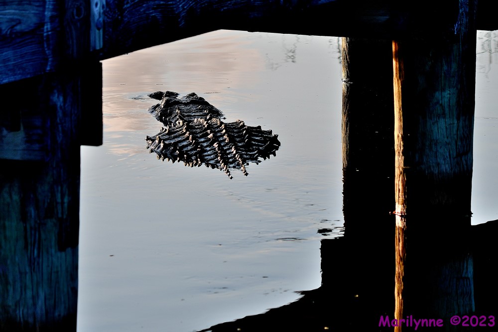 DSC_7836_001.JPG