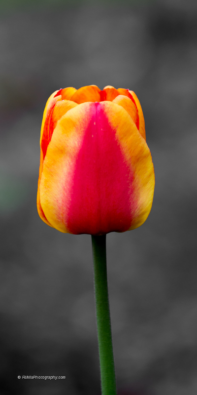 DSC_7836_10430.jpg
