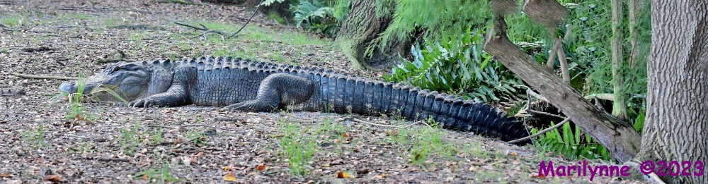 DSC_7836_stitch6_001.JPG