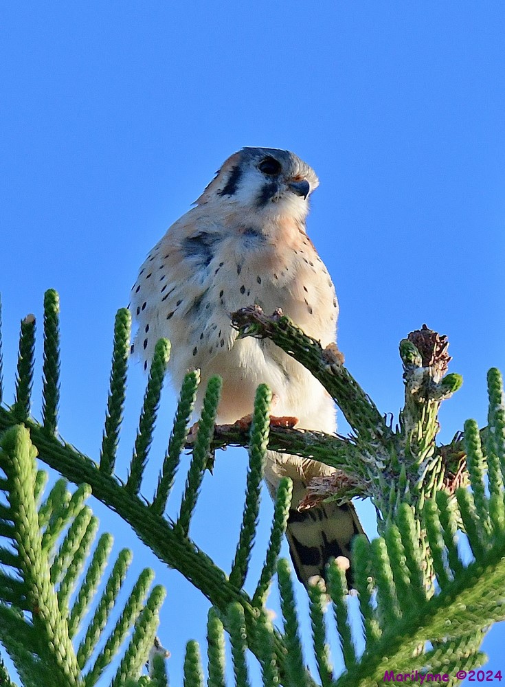 DSC_7837_001.JPG