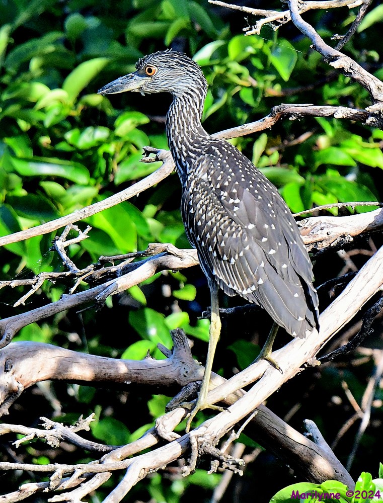 DSC_7837_001.JPG