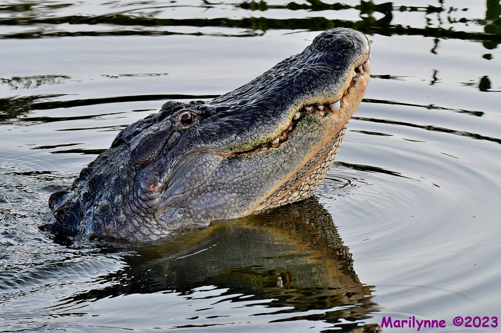 DSC_7838_001.JPG