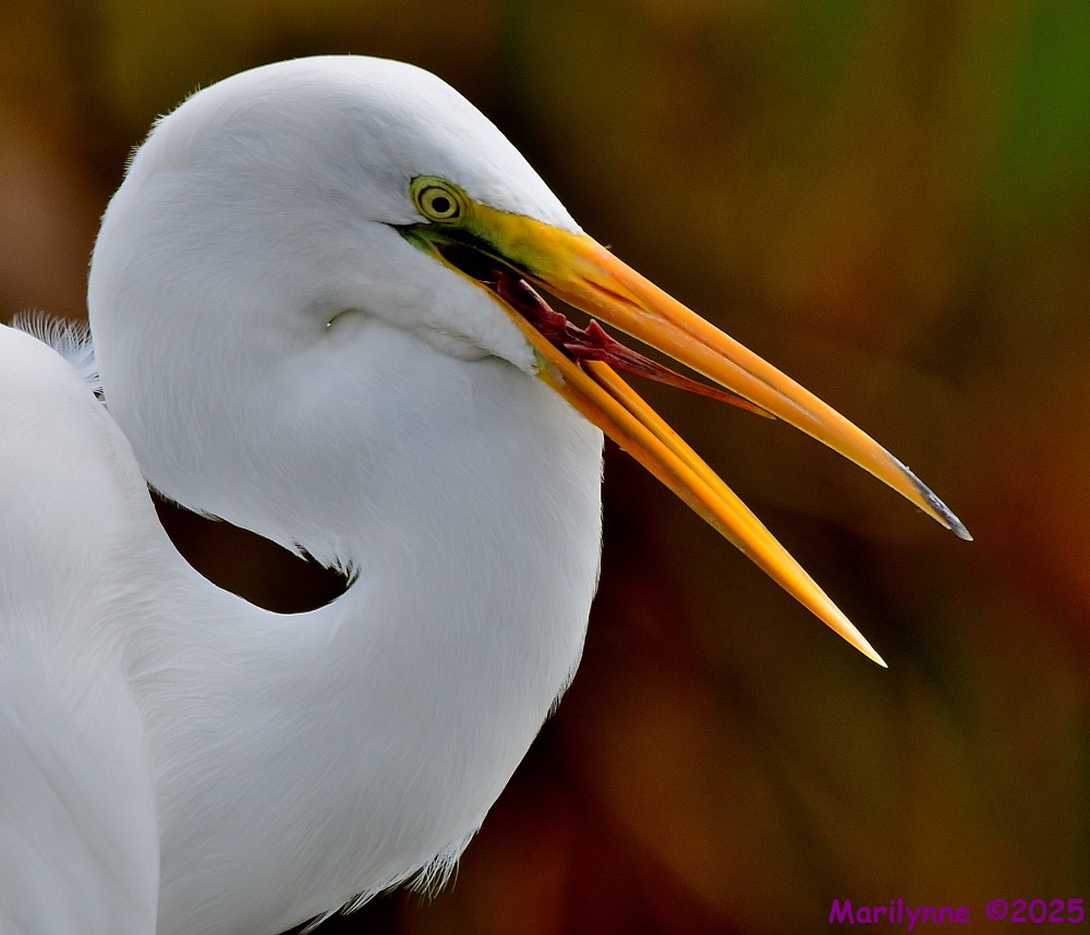 DSC_7839_001.JPG