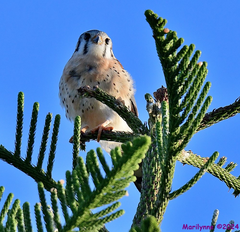 DSC_7840_001.JPG
