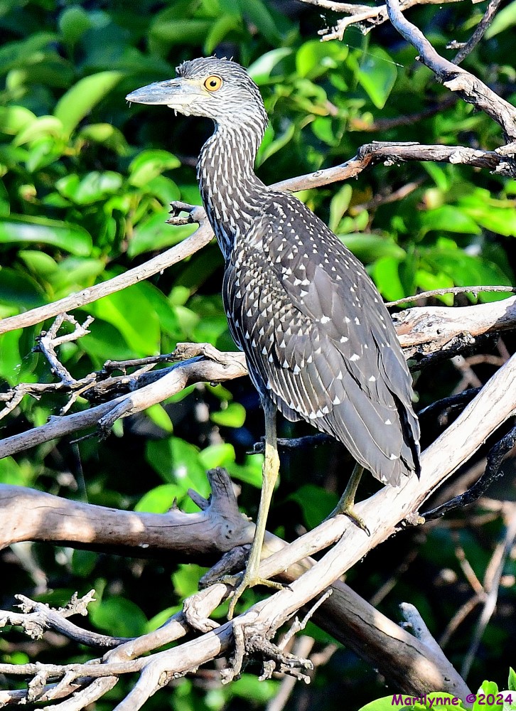 DSC_7842_001.JPG