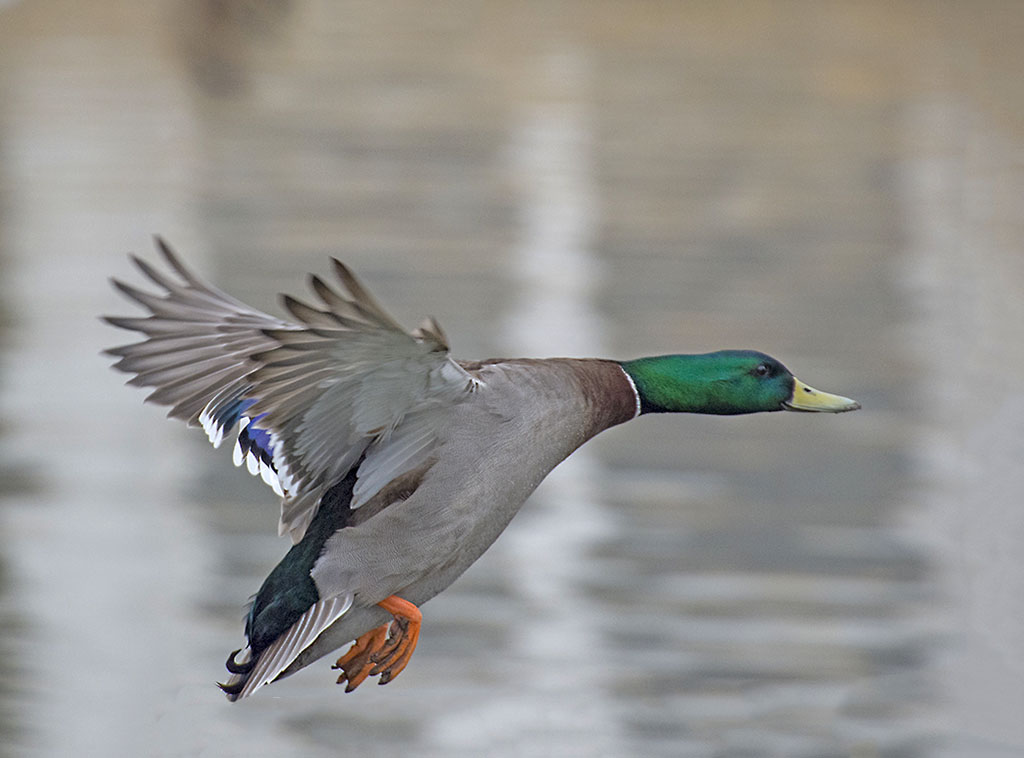 dsc_7843_25752648175_o.jpg