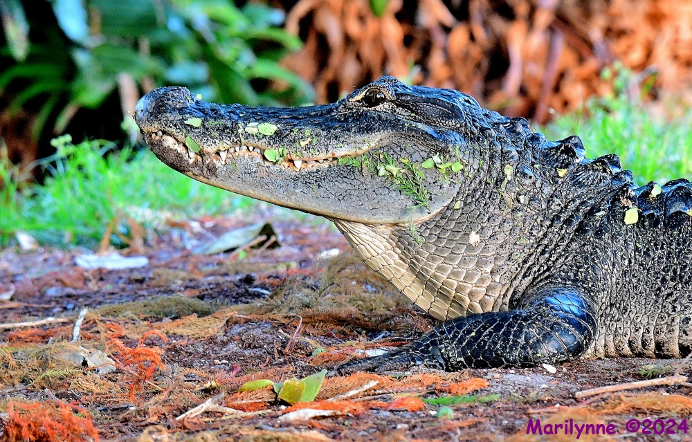 DSC_7846_001.JPG