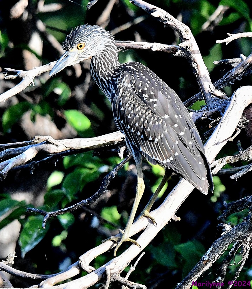 DSC_7846_001.JPG