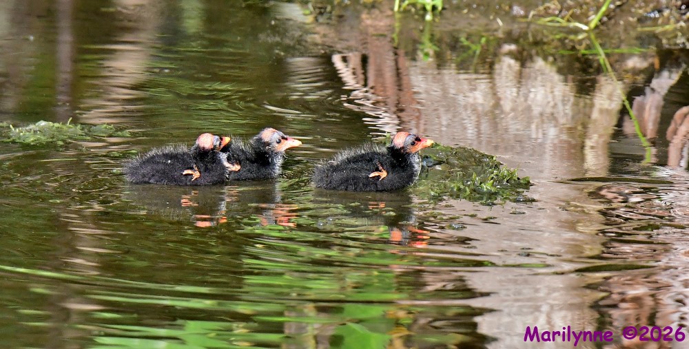 DSC_7847_001.JPG