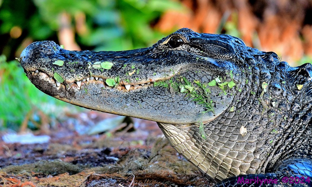 DSC_7848_001.JPG