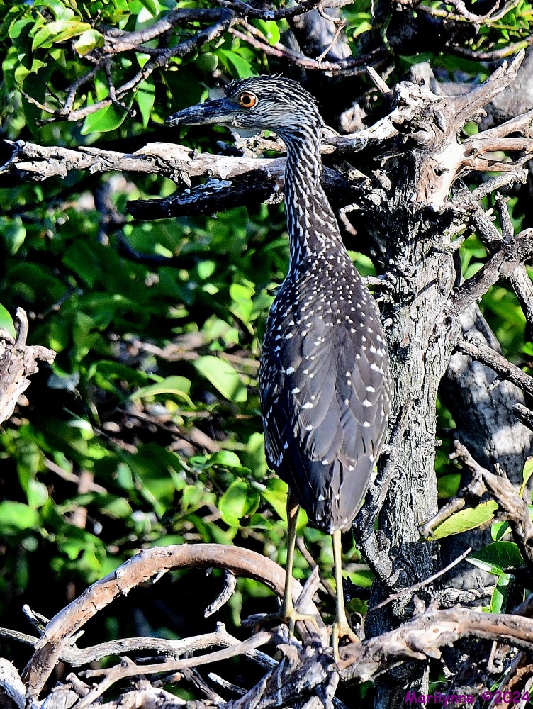 DSC_7848_001.JPG